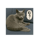 大人な猫の日常（個別スタンプ：7）