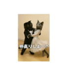 大人な猫の日常（個別スタンプ：8）