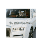 大人な猫の日常（個別スタンプ：11）