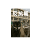 大人な猫の日常（個別スタンプ：12）