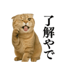 【関西弁】ねこの日常会話で使える関西弁（個別スタンプ：1）