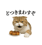 【関西弁】ねこの日常会話で使える関西弁（個別スタンプ：2）