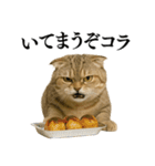 【関西弁】ねこの日常会話で使える関西弁（個別スタンプ：3）