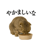 【関西弁】ねこの日常会話で使える関西弁（個別スタンプ：7）