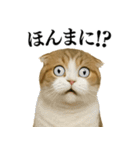 【関西弁】ねこの日常会話で使える関西弁（個別スタンプ：10）