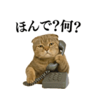 【関西弁】ねこの日常会話で使える関西弁（個別スタンプ：11）