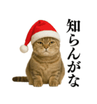 【関西弁】ねこの日常会話で使える関西弁（個別スタンプ：12）