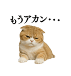 【関西弁】ねこの日常会話で使える関西弁（個別スタンプ：16）