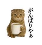【関西弁】ねこの日常会話で使える関西弁（個別スタンプ：19）