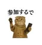 【関西弁】ねこの日常会話で使える関西弁（個別スタンプ：20）