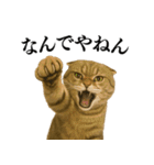 【関西弁】ねこの日常会話で使える関西弁（個別スタンプ：22）