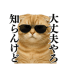 【関西弁】ねこの日常会話で使える関西弁（個別スタンプ：23）