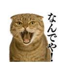 【関西弁】ねこの日常会話で使える関西弁（個別スタンプ：24）