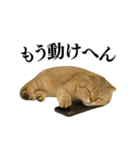 【関西弁】ねこの日常会話で使える関西弁（個別スタンプ：27）