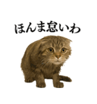 【関西弁】ねこの日常会話で使える関西弁（個別スタンプ：28）