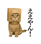 【関西弁】ねこの日常会話で使える関西弁（個別スタンプ：29）