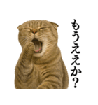 【関西弁】ねこの日常会話で使える関西弁（個別スタンプ：32）