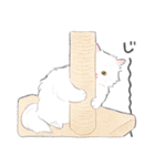 うちの子白猫！(長毛)（個別スタンプ：29）