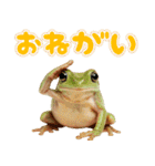 イエアメガル無双（個別スタンプ：11）