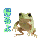 イエアメガル無双（個別スタンプ：17）