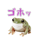 イエアメガル無双（個別スタンプ：34）