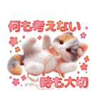 三毛猫のネガティブスタンプ✩.*˚（個別スタンプ：29）