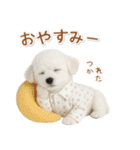 ネガティブな癒しトイプードル白（個別スタンプ：2）
