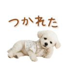 ネガティブな癒しトイプードル白（個別スタンプ：5）