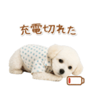 ネガティブな癒しトイプードル白（個別スタンプ：8）