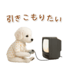 ネガティブな癒しトイプードル白（個別スタンプ：9）