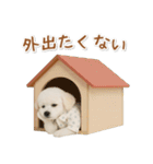ネガティブな癒しトイプードル白（個別スタンプ：11）