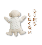 ネガティブな癒しトイプードル白（個別スタンプ：12）
