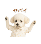 ネガティブな癒しトイプードル白（個別スタンプ：13）