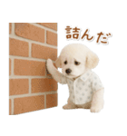 ネガティブな癒しトイプードル白（個別スタンプ：14）