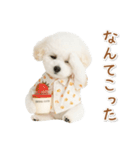 ネガティブな癒しトイプードル白（個別スタンプ：15）