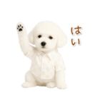 ネガティブな癒しトイプードル白（個別スタンプ：20）
