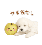 ネガティブな癒しトイプードル白（個別スタンプ：21）