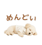 ネガティブな癒しトイプードル白（個別スタンプ：22）