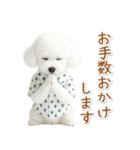 ネガティブな癒しトイプードル白（個別スタンプ：26）