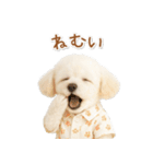ネガティブな癒しトイプードル白（個別スタンプ：37）