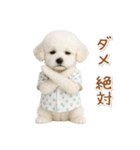 ネガティブな癒しトイプードル白（個別スタンプ：39）