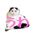 犬猫待ち合わせ3（個別スタンプ：2）