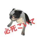 犬猫待ち合わせ3（個別スタンプ：7）