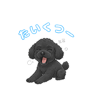 トイプードル（ブラック）の生活（個別スタンプ：6）