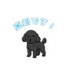 トイプードル（ブラック）の生活（個別スタンプ：8）
