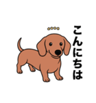 名前入りダックススムースレッド（個別スタンプ：1）