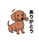 名前入りダックススムースレッド（個別スタンプ：3）