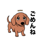 名前入りダックススムースレッド（個別スタンプ：4）