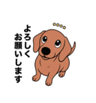 名前入りダックススムースレッド（個別スタンプ：7）