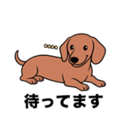 名前入りダックススムースレッド（個別スタンプ：10）